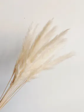 Bleached Mini Pampas Dried Flower Stem